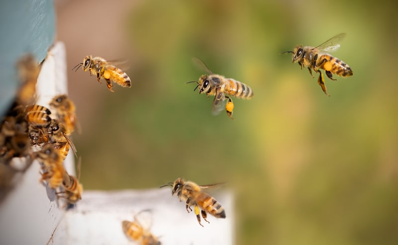 Honey Substitute